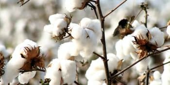 Close-up of raw Turkish cotton bolls on the plant - Bagno Milano